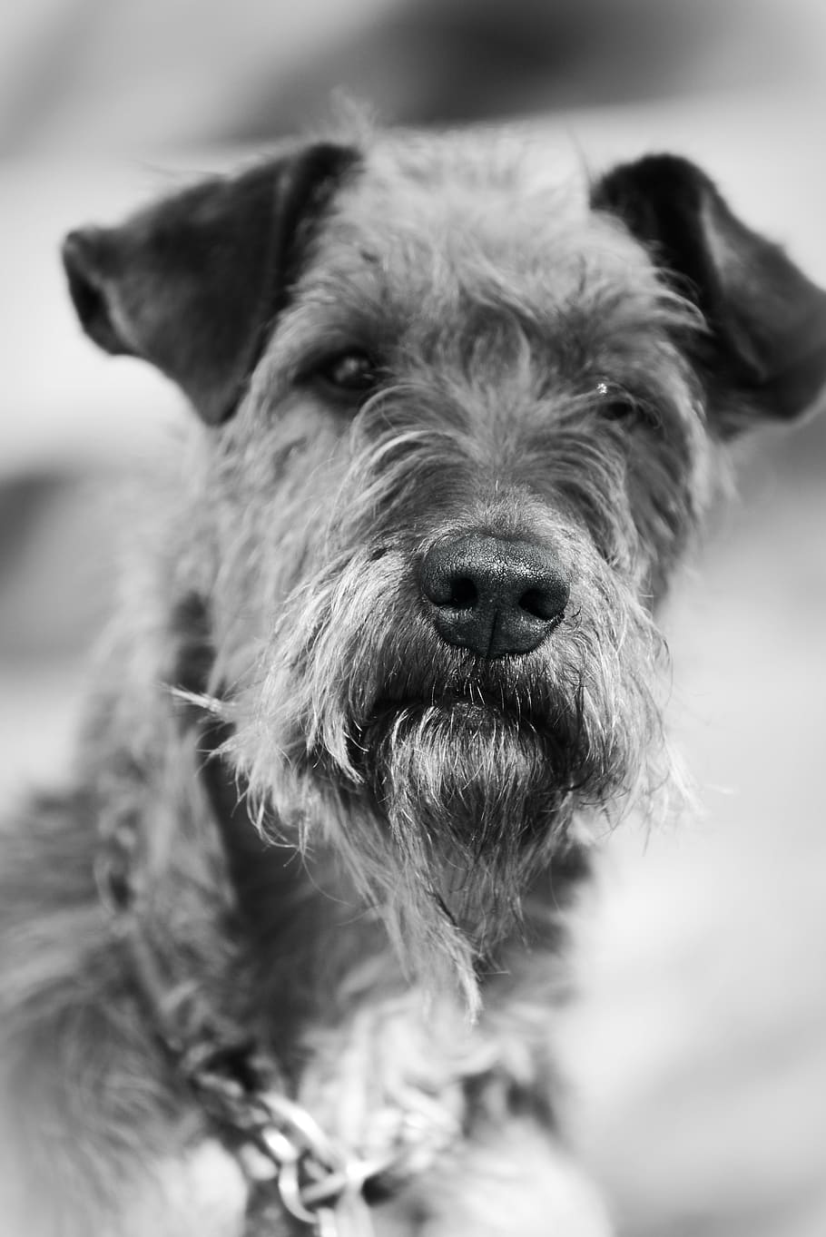 dog, irish terrier, animal, pet, animal portrait, race, concerns