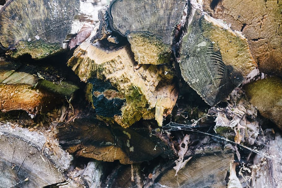rotten firewood, background, brown, closeup, cut, environment