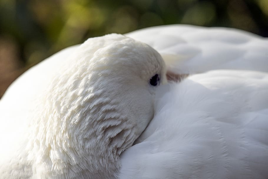 bird, swan, nature, animal themes, one animal, white color HD wallpaper