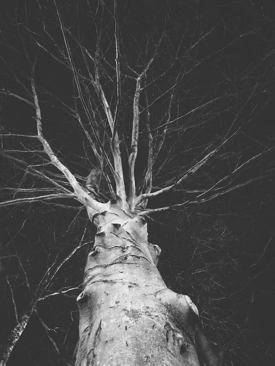 tree, dark, long exposure, nature, night, greyscale, black HD wallpaper