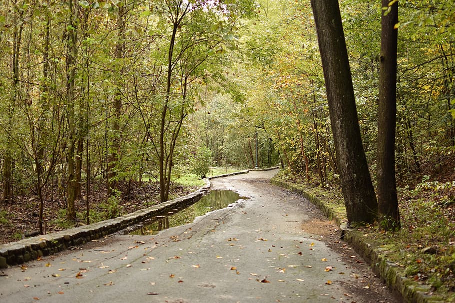 forest, park, nature, landscape, woods, trees, path, idyllic HD wallpaper