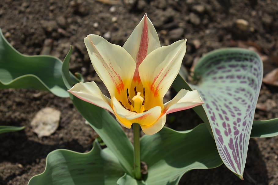 tulip, garden, flower, spring, flowering plant, petal, fragility HD wallpaper