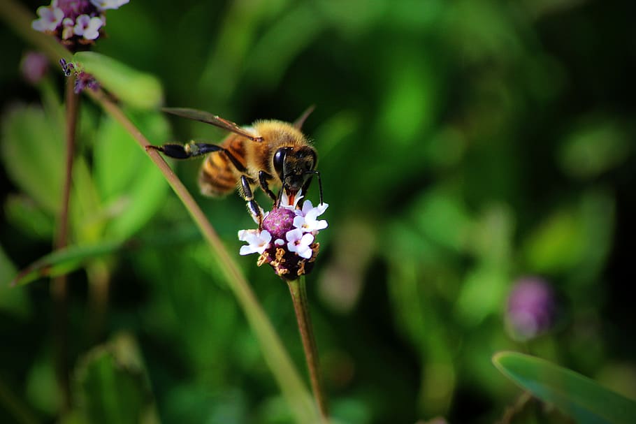 bee, pollen, nectar, insects, flower, honey, garden, pollination HD wallpaper