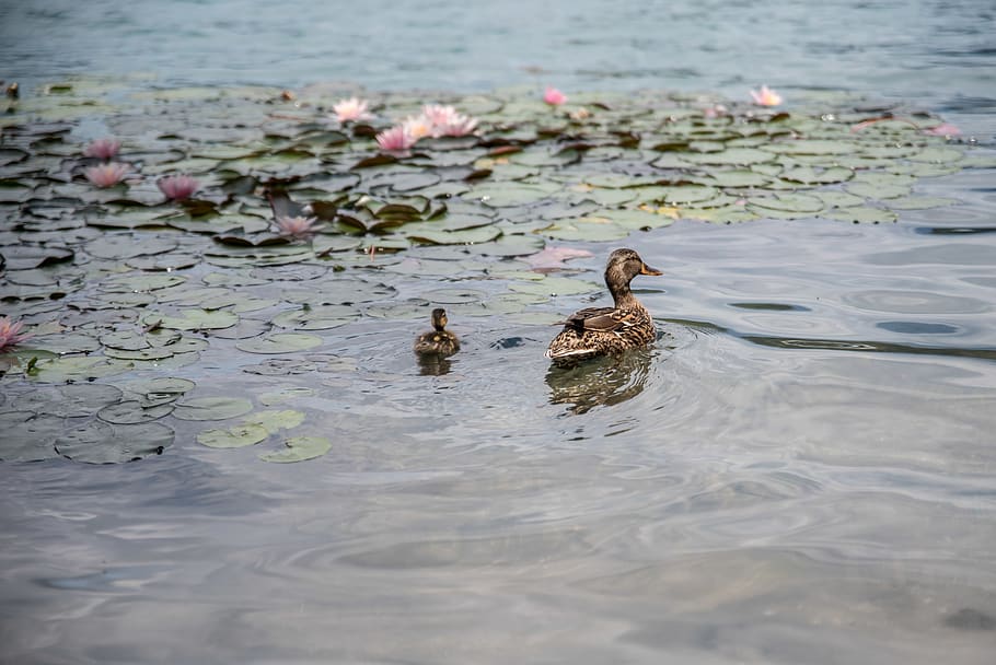 slovenia, bled, lake bled, water, bird, animal, animal themes HD wallpaper