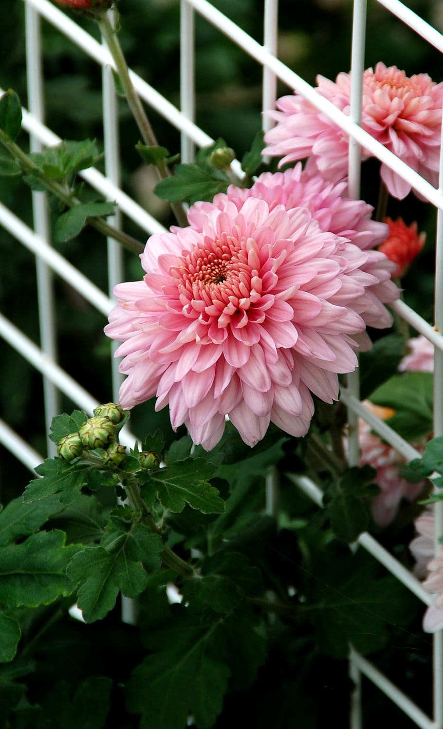 dahlia, rack, white, pink, flower, bloom, autumn, garden, plant HD wallpaper