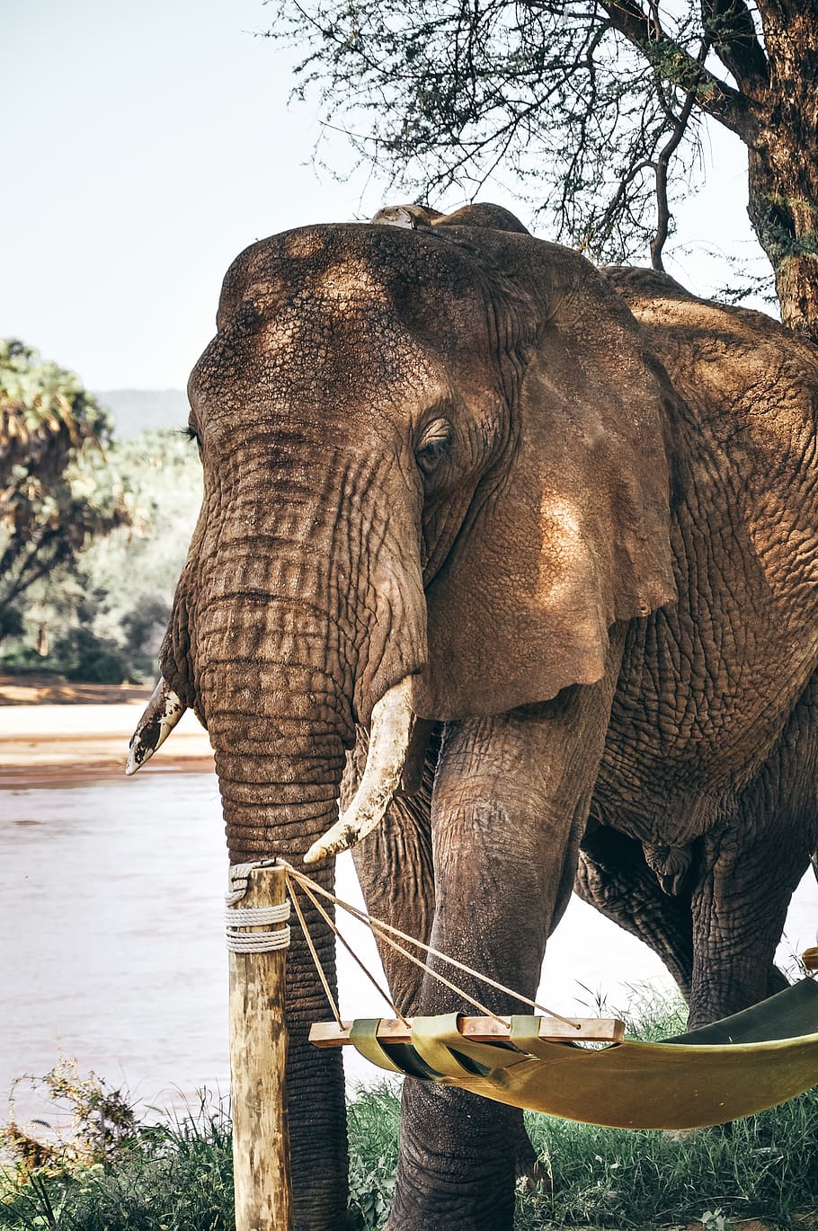 gray elephant standing beside swing pole during daytime, animal HD wallpaper