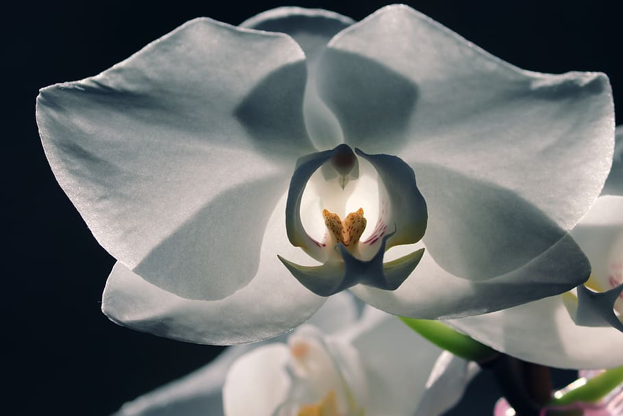 orchid, blossom, bloom, close up, plant, phalaenopsis, white HD wallpaper