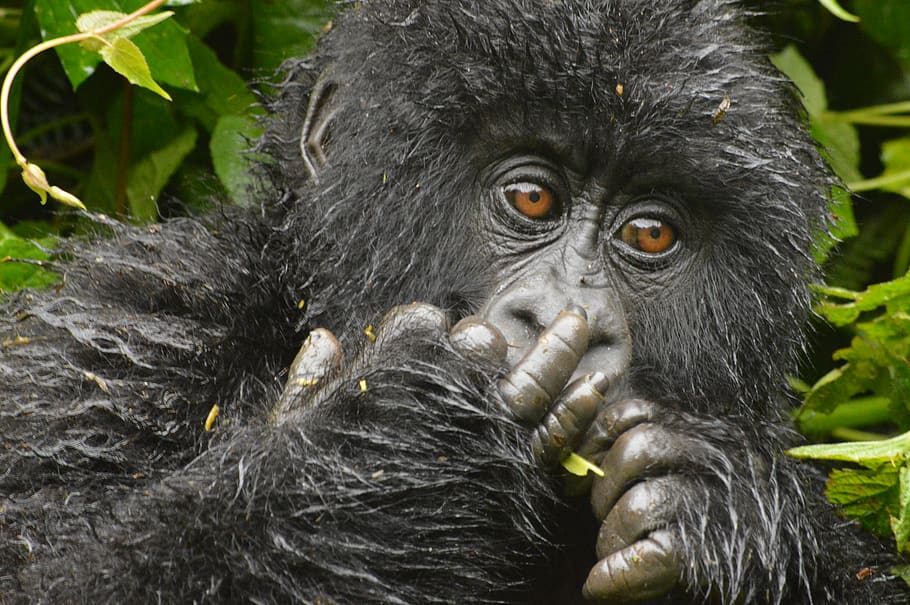 rwanda, virunga mountains, gorilla, animal themes, primate HD wallpaper