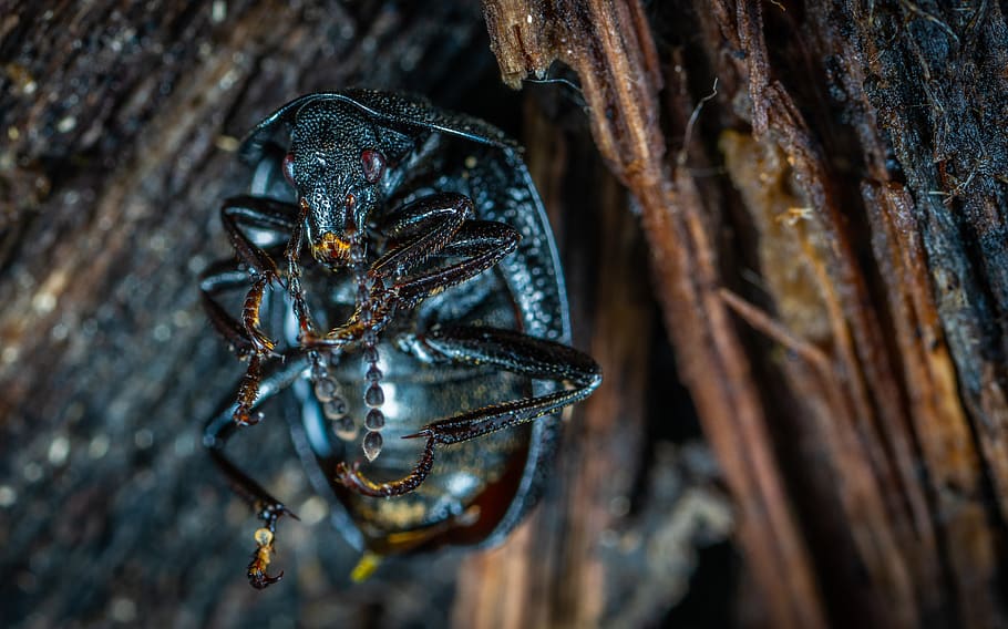 Macro Photography of Black Bug, animal, beetle, close-up, color HD wallpaper