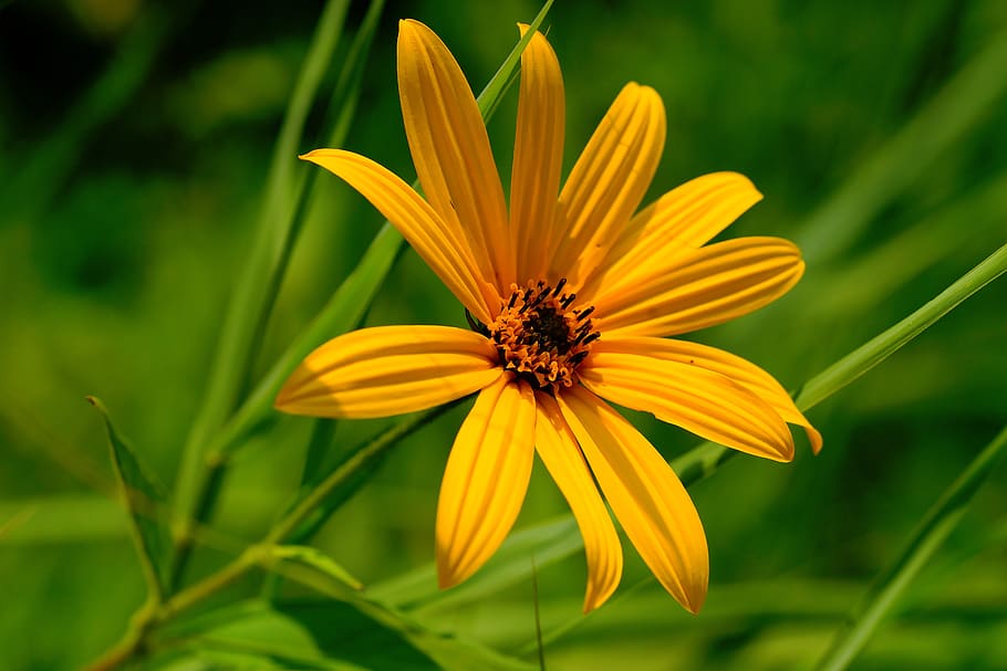 blossom, bloom, yellow, nature, flower, garden, summer, flora HD wallpaper