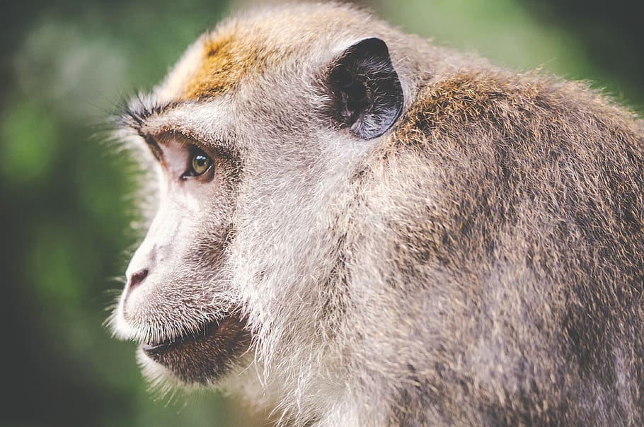 Brown Monkey in Close-up Photography, animal, wilderness, zoo HD wallpaper