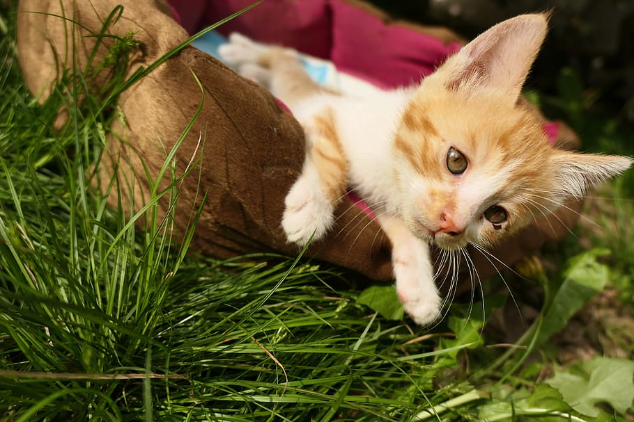 kitty, cute, nature, relax, curious, cat, domestic, mammal HD wallpaper