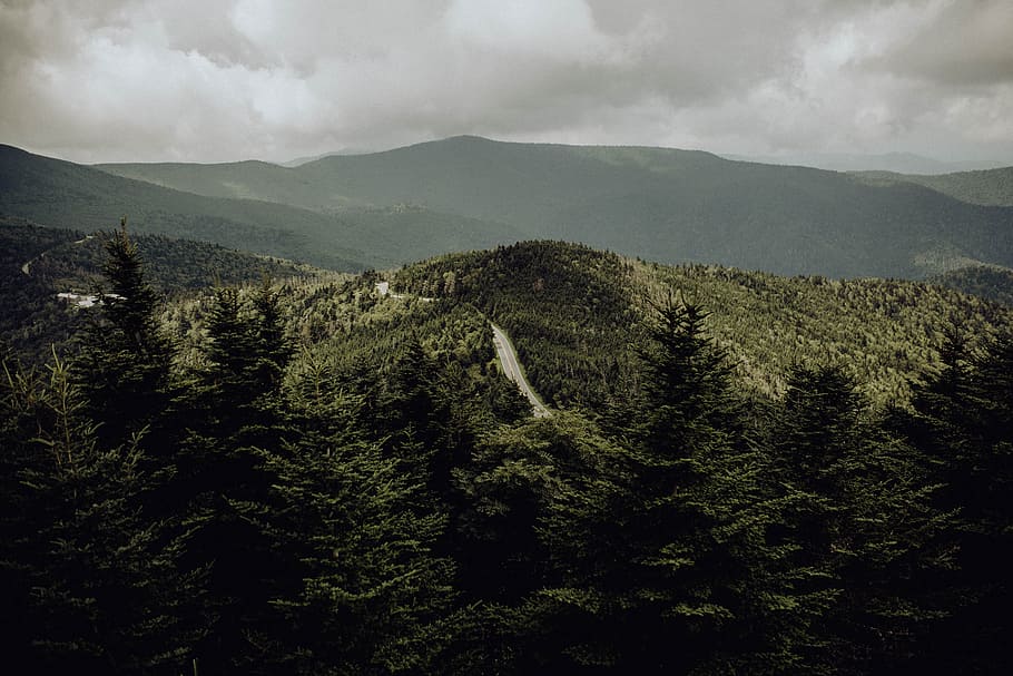 bird's eye view of forest, tree, plant, beauty in nature, scenics - nature HD wallpaper