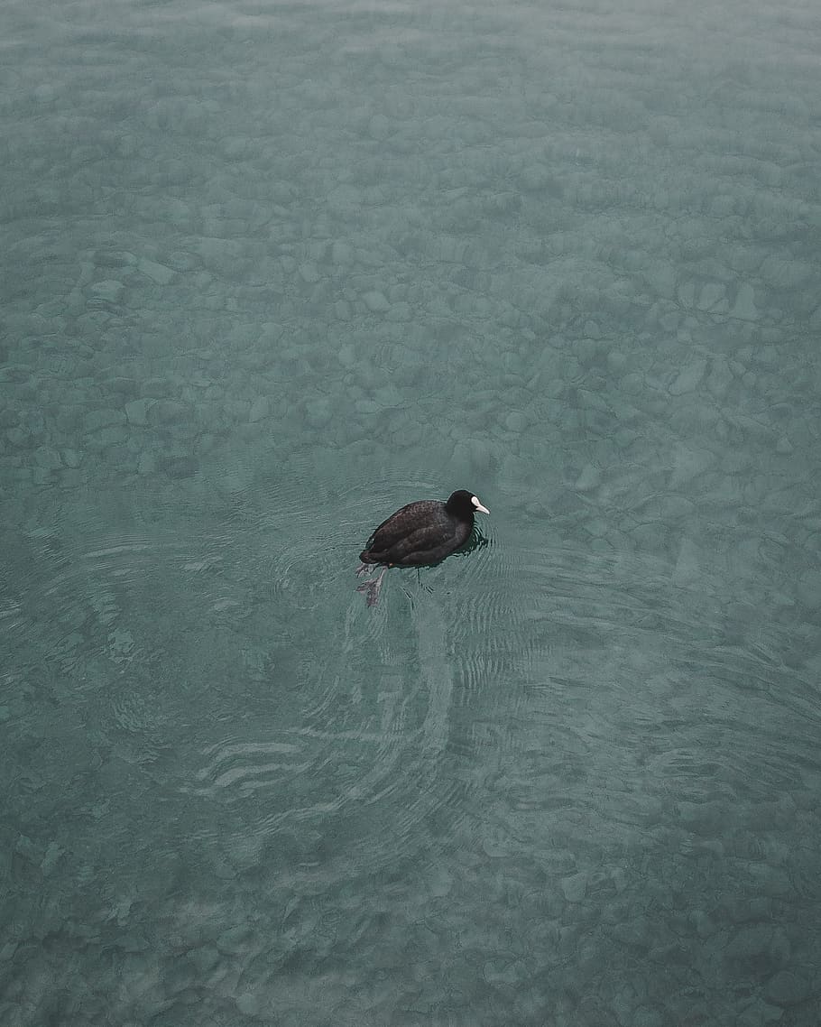 switzerland, thun, bird, river, minimal, aqua, one animal, animal themes HD wallpaper