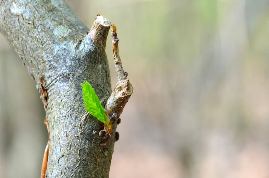 tree, bud, nature, spring, plants, leaf, fulfillment, blossoming HD wallpaper