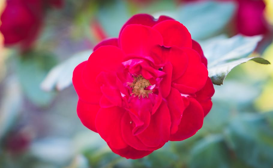 rose, blossom, bloom, romantic, macro red, flower, nature, plant HD wallpaper