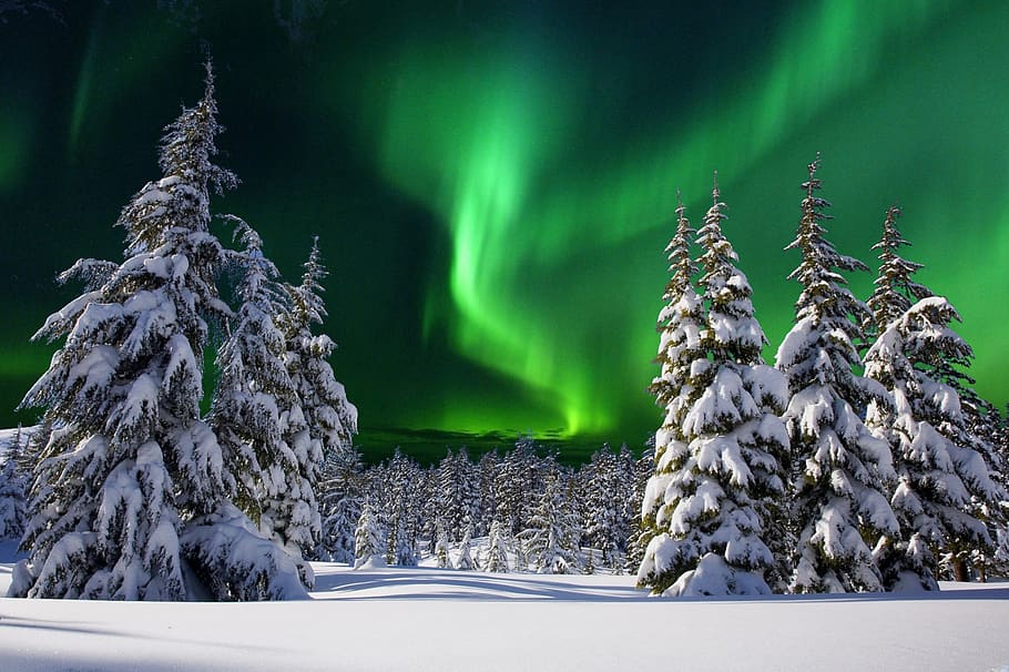 aurore boreale, night, snow, fir, winter, nature, landscape, HD wallpaper