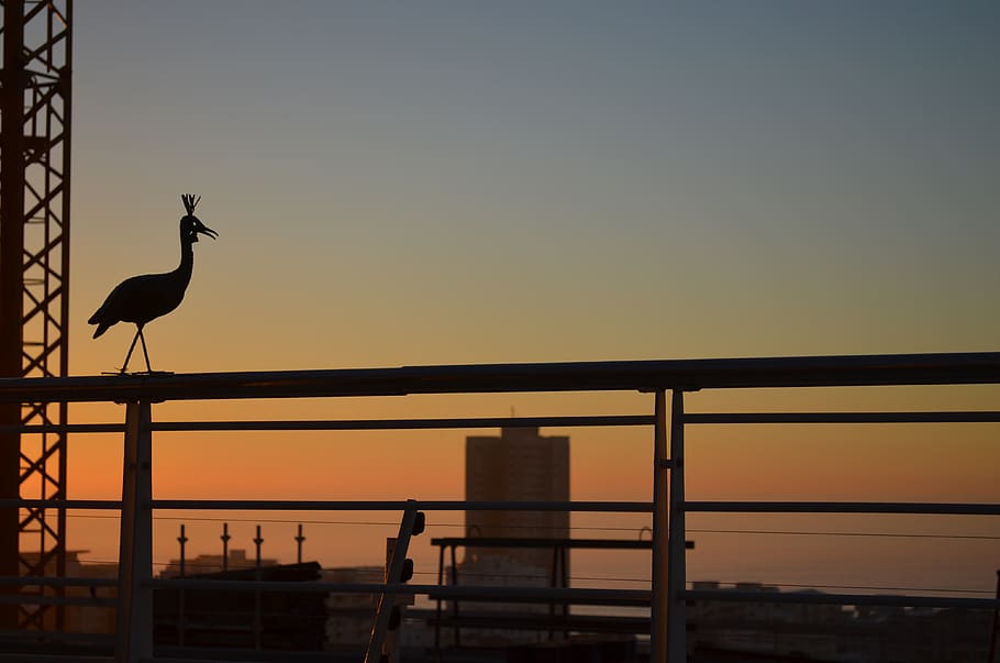 pelican, bird, statue, silhouette, dusk, sunset, cape town HD wallpaper