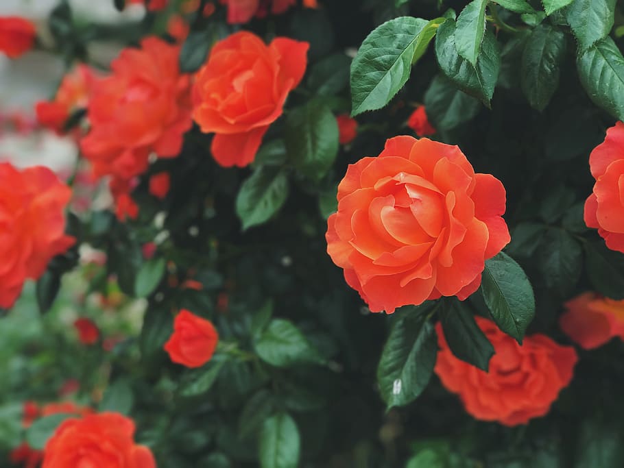 rose, plant, flora, flower, leaves, red, green, floral, beauty in nature HD wallpaper