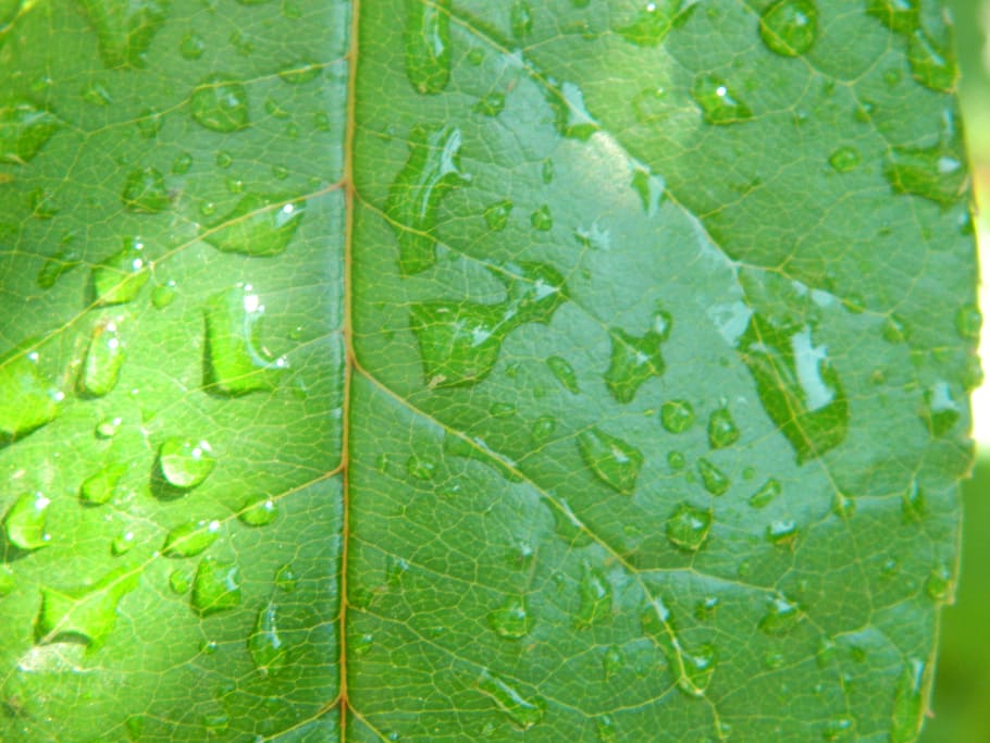 water, waterdrop, leaf, green, nature, droplets, plant part HD wallpaper
