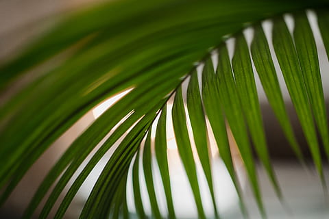 HD wallpaper: staircase, birmingham, palm leaves, united kingdom, plant