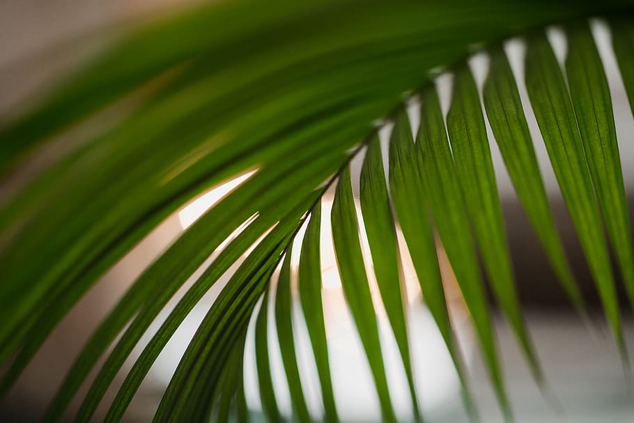 Hd Wallpaper Plant Leaf Green Tree Fern Spiral Palm Arecaceae Flare - Palm Tree Fern Leaves Wallpaper