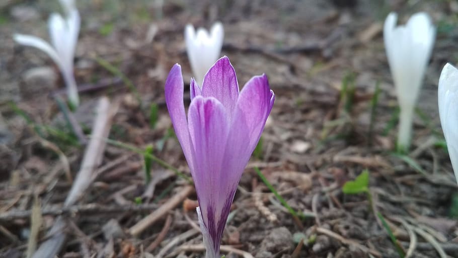 flower, violet, forest, spring, nature, flowering plant, freshness HD wallpaper