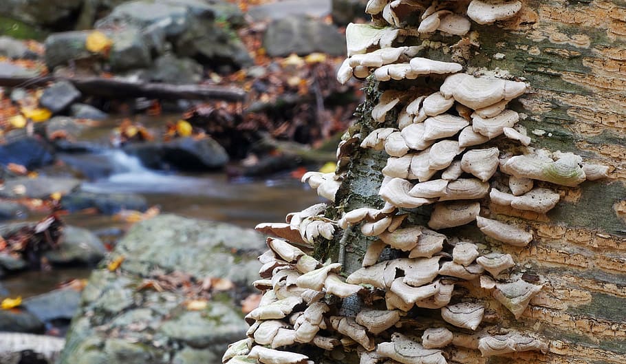 Fungi growing on bark of tree by a stream., wild growth, tree trunk, HD wallpaper