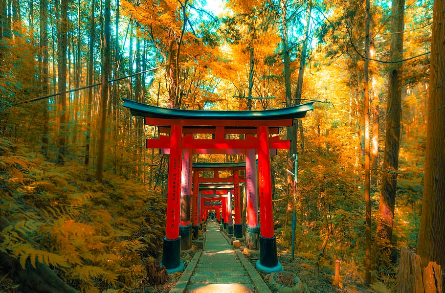 Shinto Gate during daytime, tree, plant, autumn, forest, change HD wallpaper