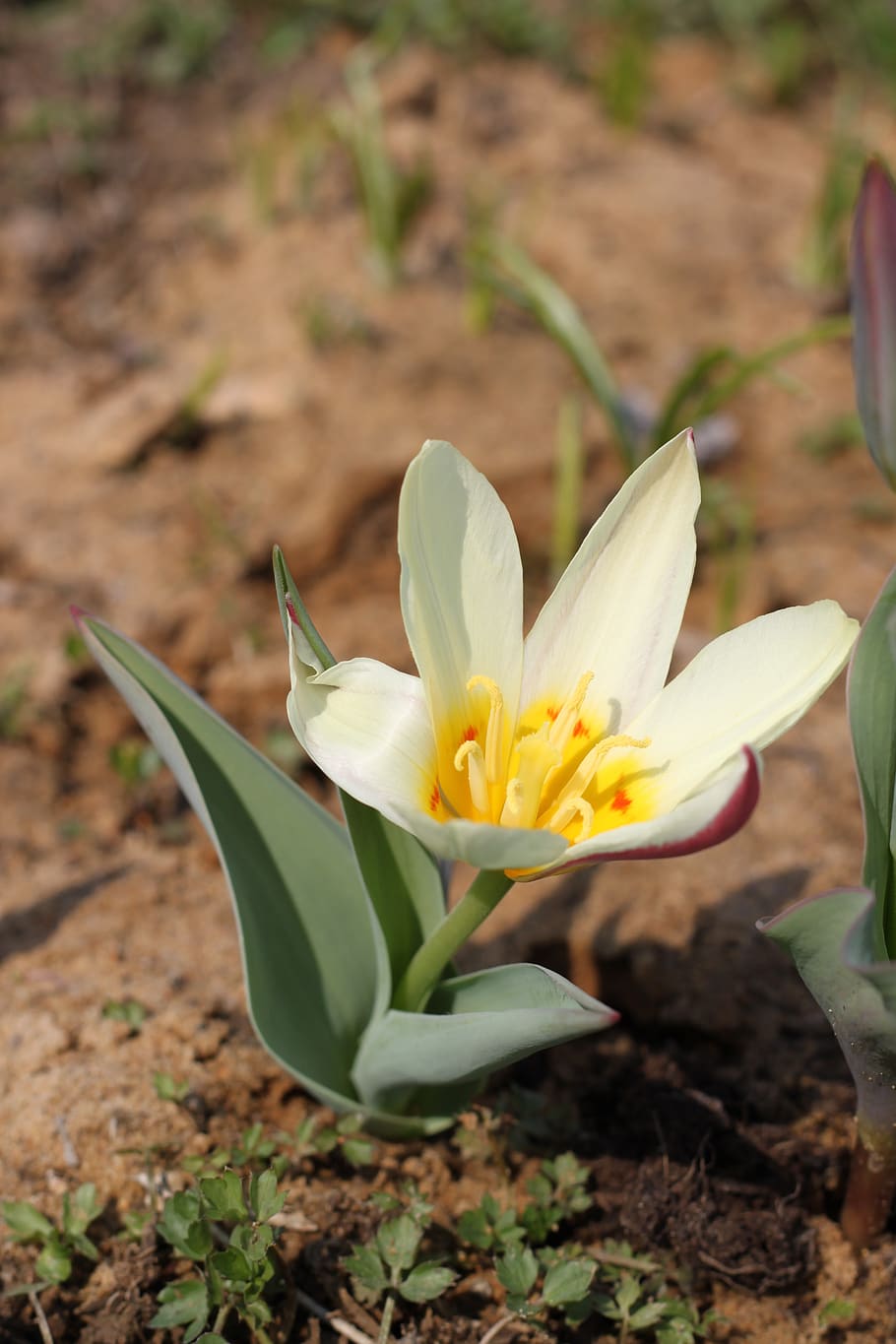 flower, land, white, yellow, flowering plant, freshness, vulnerability HD wallpaper
