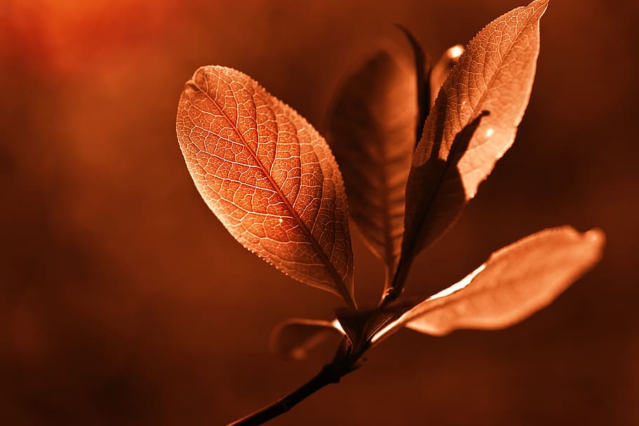 leaf, twig, vein, pattern, nature, forest, spring, back light HD wallpaper