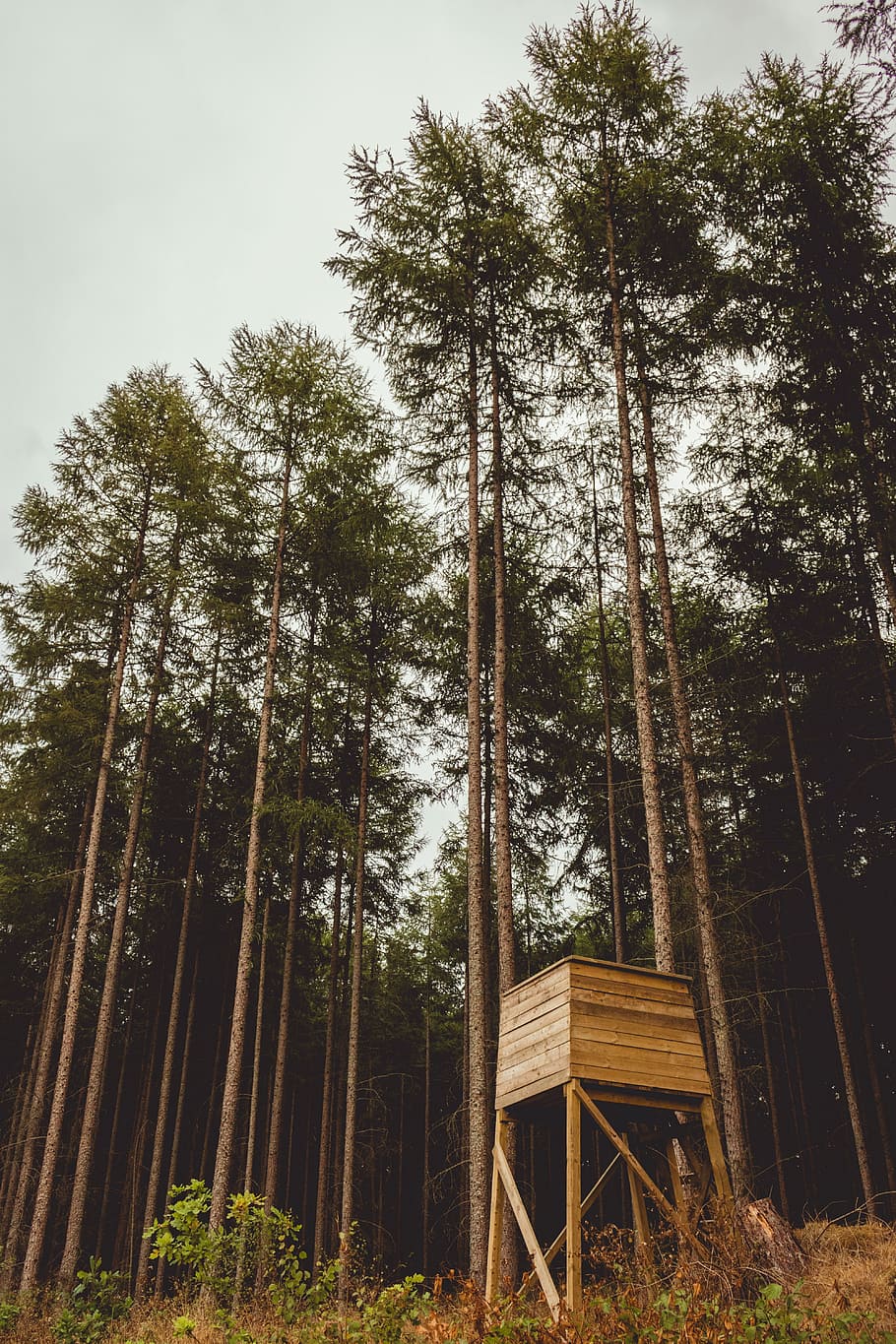 brown wooden watch tower in woods, forest, tree, woodland, summer HD wallpaper