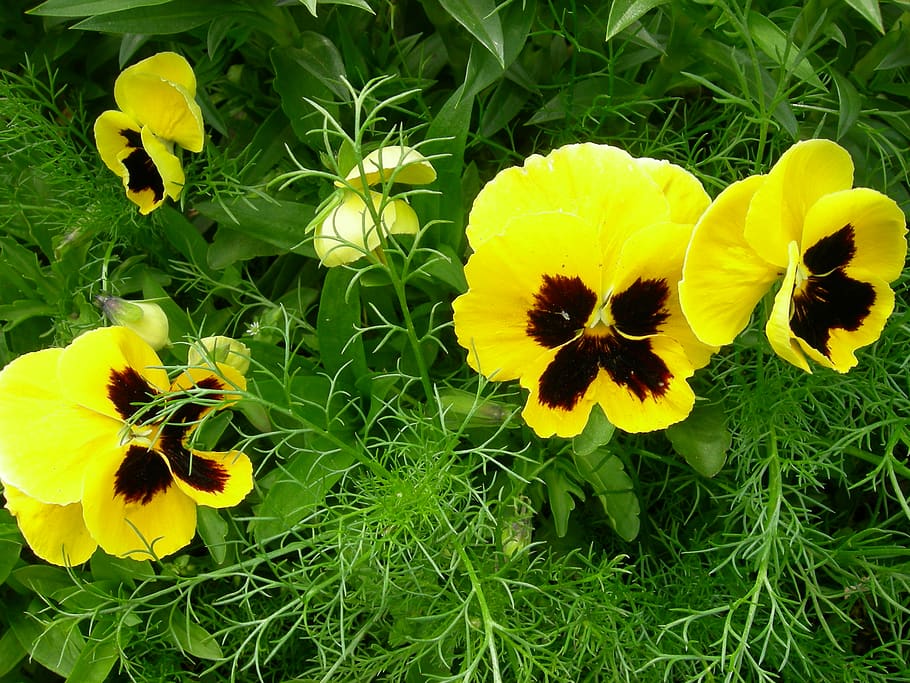 ukraine, nastashka, yellow, flower, flowering plant, fragility HD wallpaper