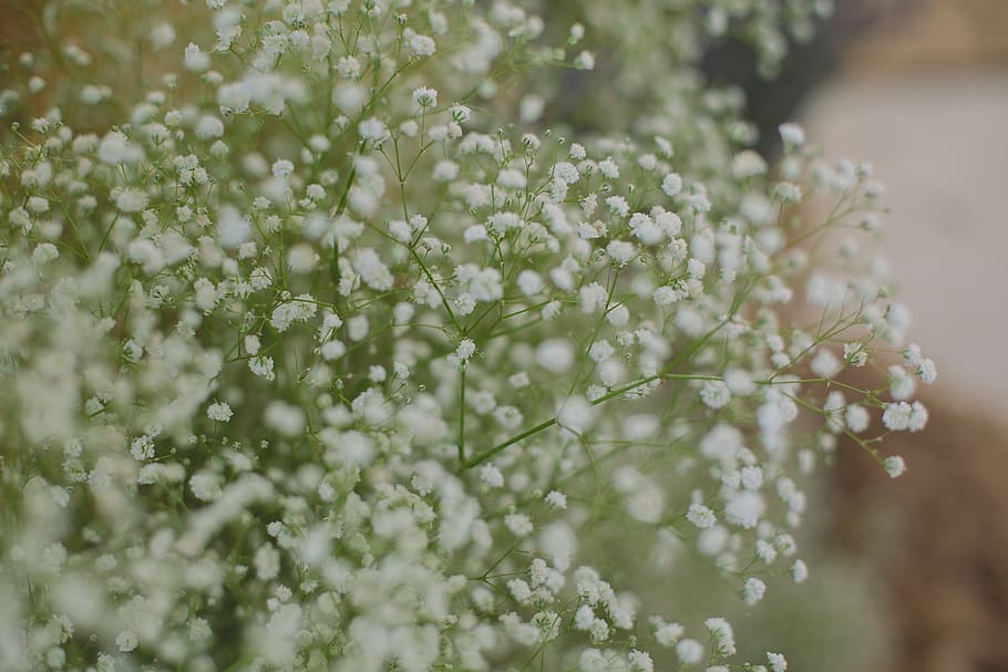 Close-up Photo of White Petaled Flowers, beautiful, bloom, blooming HD wallpaper