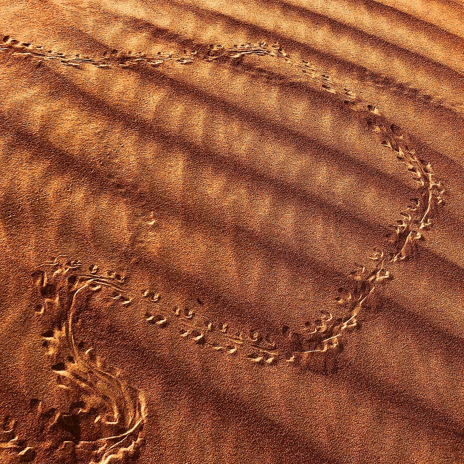 Animal Tracks in Brown Sand, arid, background, barren, close-up HD wallpaper