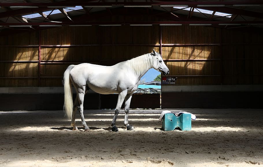 thoroughbred, arabic, white, light, contrast, manege, dark HD wallpaper