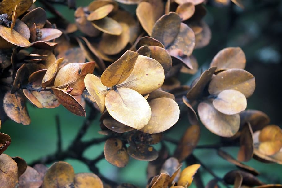 leaves, outdoor, forest, tree, plant, nature, environment, natural HD wallpaper