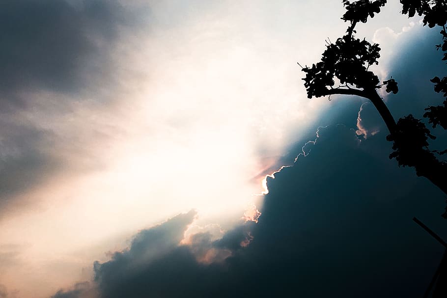 Silhouette of Tree, backlit, clouds, cloudy, dark, dawn, daylight HD wallpaper