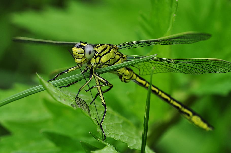Green and Black Dragonfly on Green Leaf during Daytime, close-up HD wallpaper