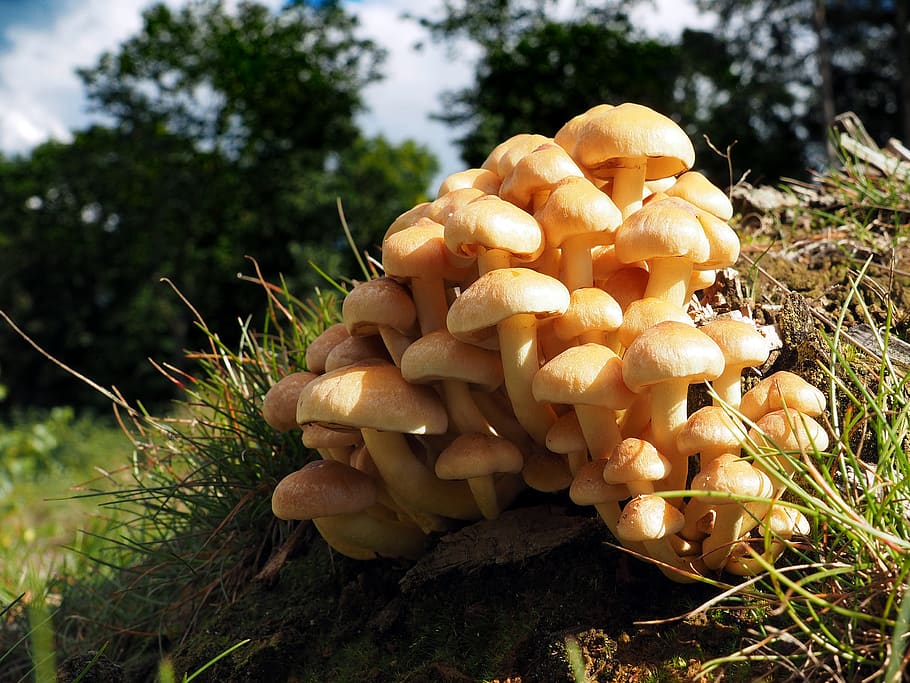 mushrooms, food, fungus, plant, growth, vegetable, land, nature HD wallpaper