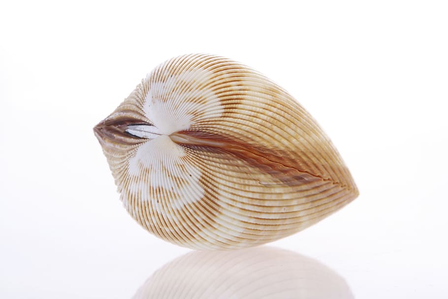 bone, close-up, closeup, coast, coastline, cockle-shell, conch HD wallpaper