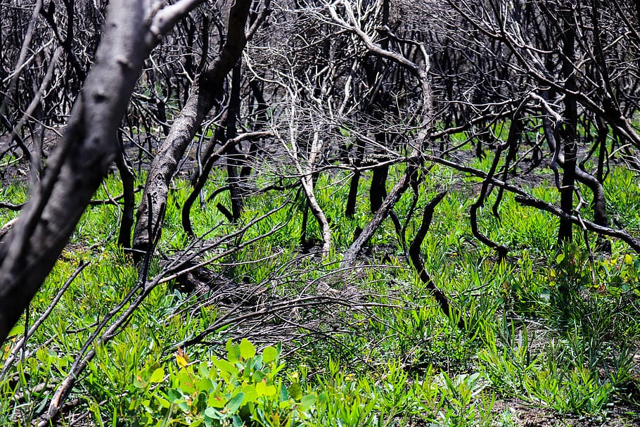 plant, tree, ground, tree trunk, australia, outdoors, nature HD wallpaper
