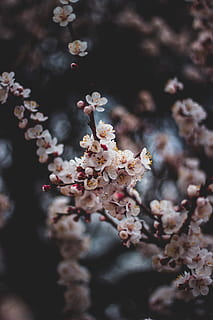 white flowering tree in bloom, plant, blossom, cherry blossom HD wallpaper