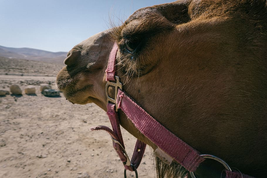 camel, desert, israel, ride, rocks, animal, face, head, eyes HD wallpaper