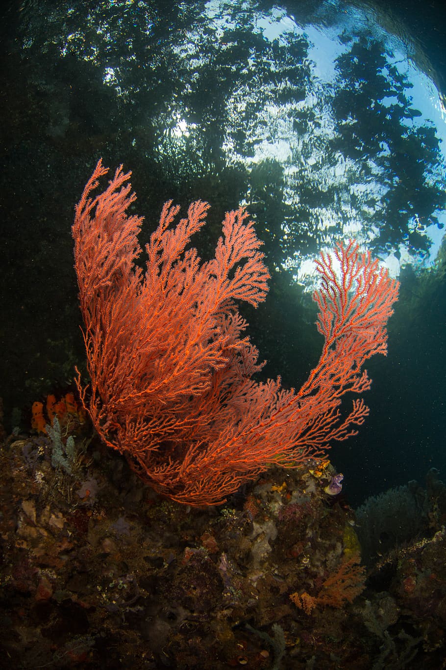 indonesia, ocean, underwater, trees, mangrove, sea, animal wildlife HD wallpaper