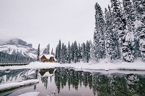 green pine tree and lake, building, housing, nature, outdoors HD wallpaper