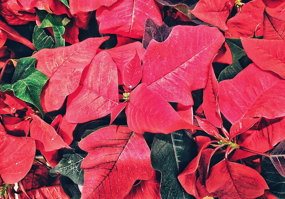 nature, leaves, full frame, plant part, leaf, red, backgrounds HD wallpaper