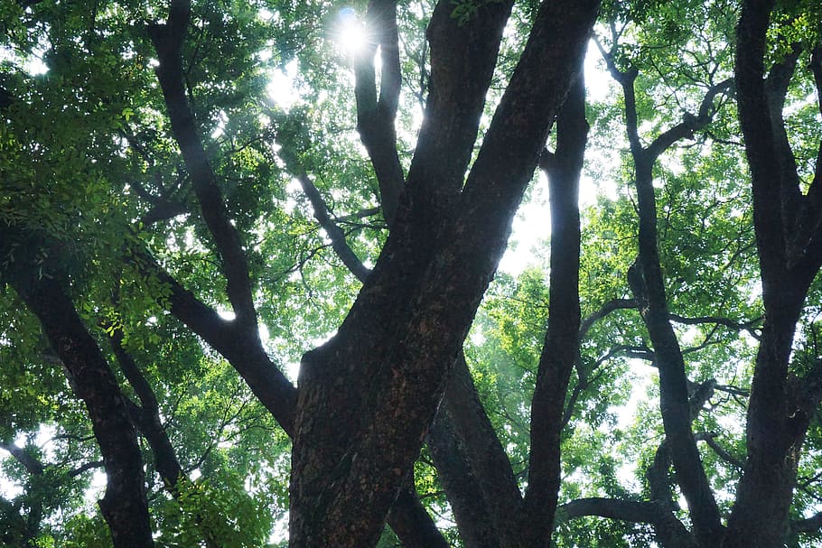 vietnam, hanoi, tree, plant, nature, trunk, tree trunk, forest HD wallpaper