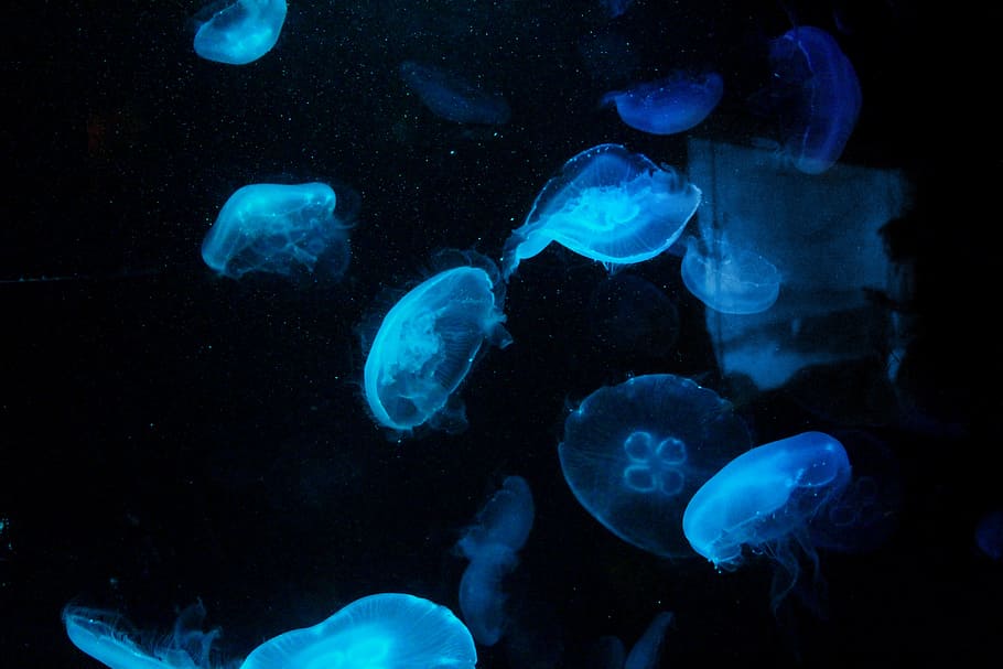 photo of jelly fish during night time, blue, sea, oceanlife, underwater, HD wallpaper