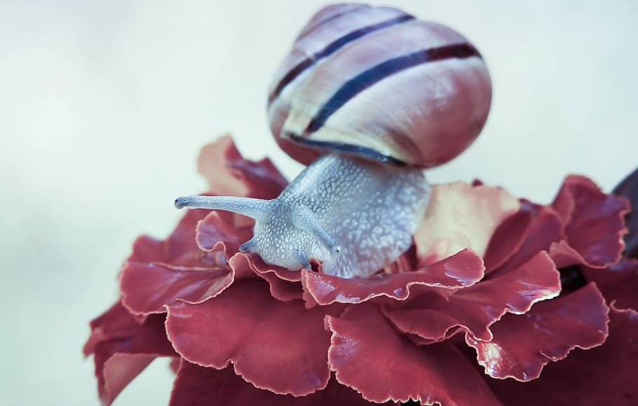 gray snail on red flower, human, person, people, flora, blossom HD wallpaper